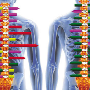 Nerve System Scans